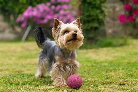 Yorkshire Terrier: conheça tudo sobre a raça .